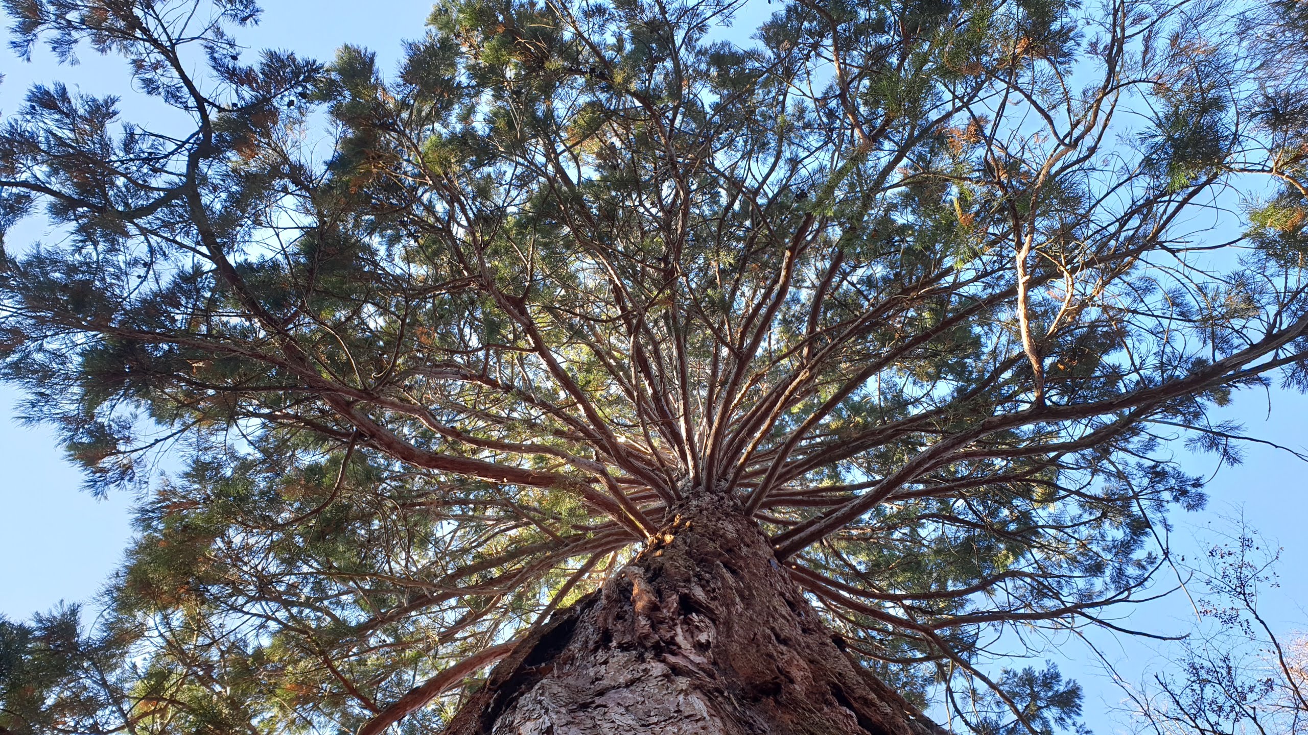 Photo prise au pied d'un arbre, montrant les branchages et le ciel bleu dans le fond