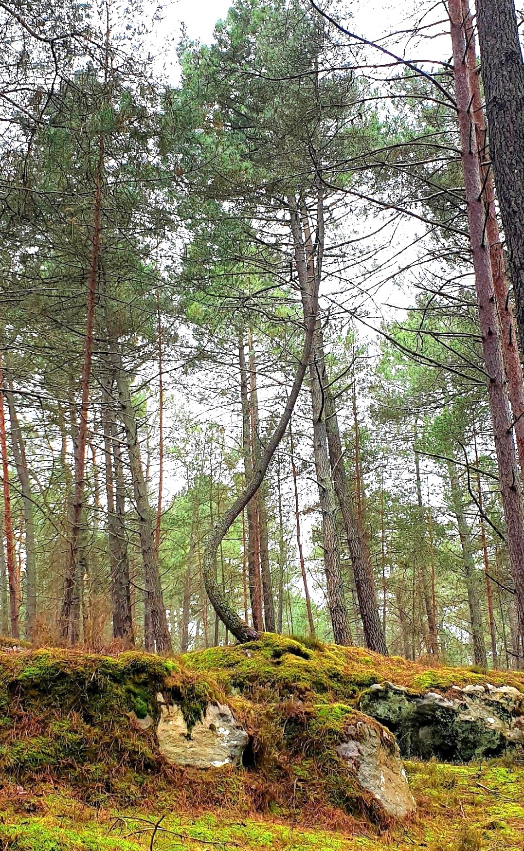 Photo d'un arbre, dont le tronc est tordu, qui parvient à se tenir droit